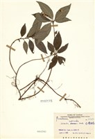 藏品(臺灣排香)的圖片